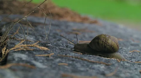 Snail crawling Stock Footage 32305392