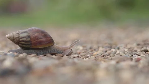 Snail crawling Stock Footage 88632355