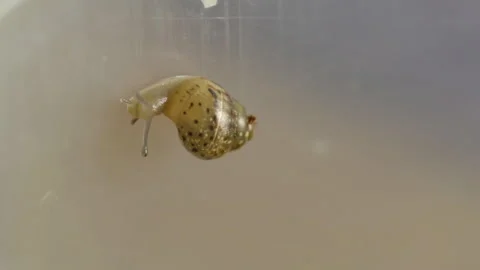 The snail is crawling Stock Footage 91786437