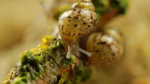 The snail is crawling 库存影片 91786589