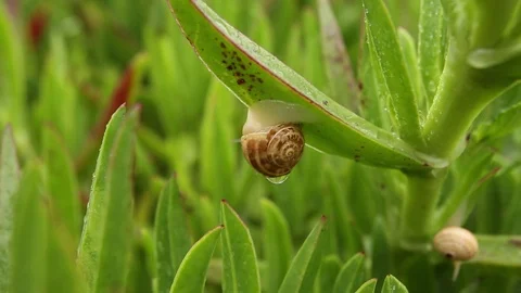 Snail crawling Stock Footage 106291252