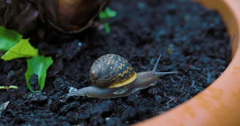 Snail Crawling Stock Footage 154472906