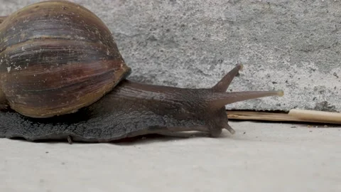 Snail crawling Stock Footage 168389524