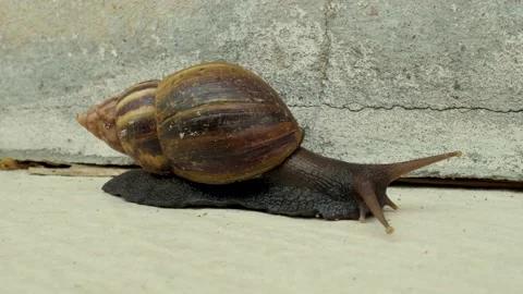 Snail crawling Stock Footage 168389541