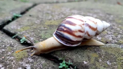 Snail crawling Stock Footage 219912211