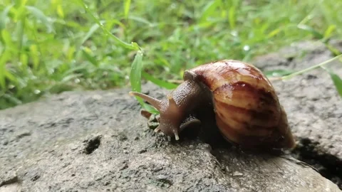 A snail is crawling Stock Footage 287087308