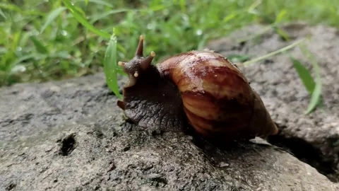 A snail is crawling Stock Footage 287087376