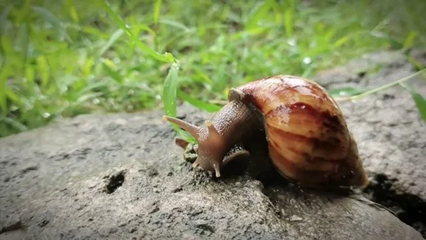 A snail is crawling Stock Footage 287094067