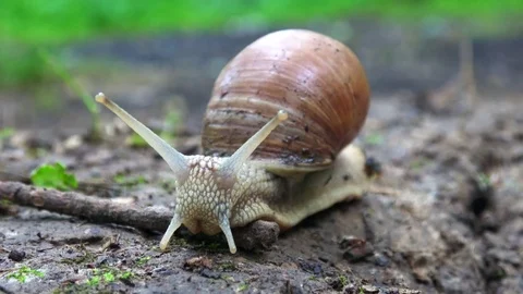 Snail crawling on forest floor Stock Footage 77002315