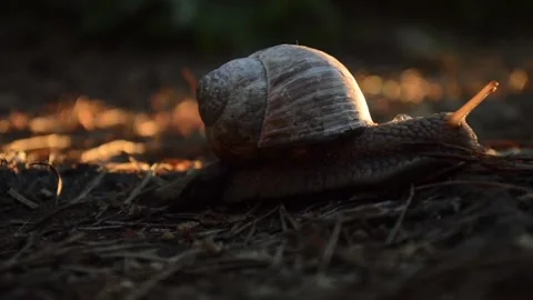 Snail crawling on a forest road Stock Footage 90194130