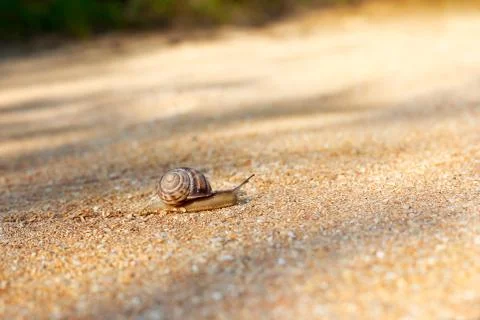 Snail crawling forward Stock Photos