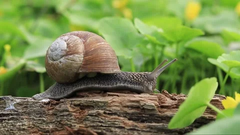 Snail crawling forward, wildlife and its inhabitants Stock Footage 187150201