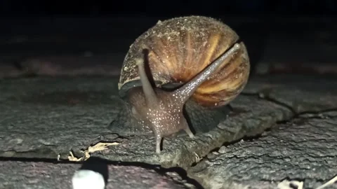 Snail Crawling in the Garden Stock Footage 259127545