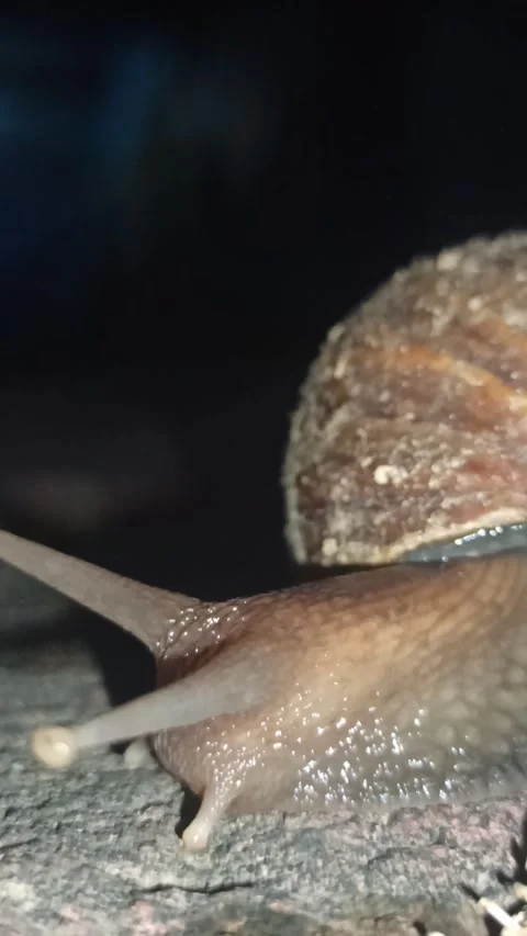 Snail Crawling in the Garden Stockbeeldmateriaal 259127565