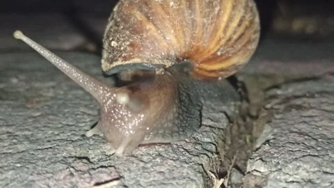 Snail Crawling in the Garden Stock Footage 259127568