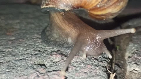 Snail Crawling in the Garden Stock-Footage 259127572