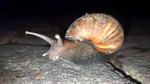 Snail Crawling in the Garden Stock Footage 259127601