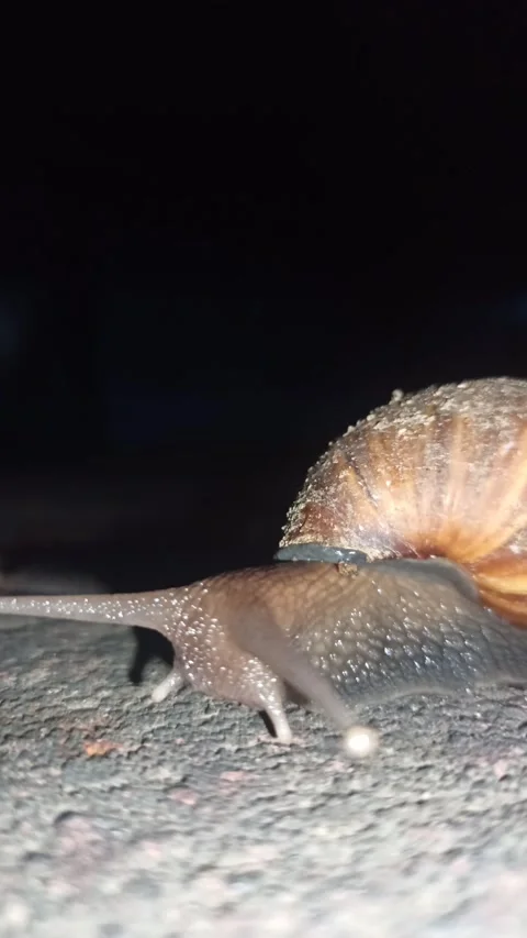 Snail Crawling in the Garden Stock-Footage 259127646