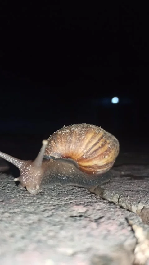 Snail Crawling in the Garden Video stock 259127700
