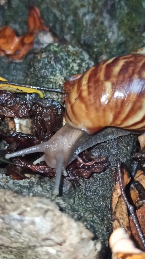 Snail Crawling in the Garden Video stock 259127839