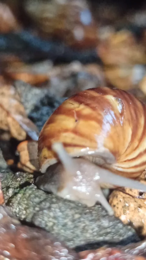 Snail Crawling in the Garden Stock Footage 259127866