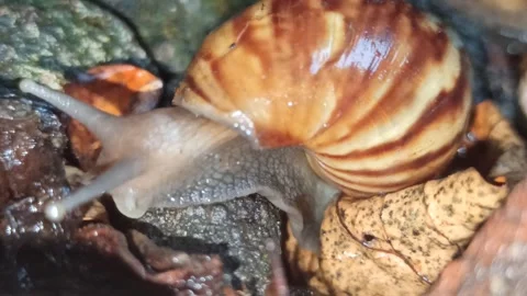 Snail Crawling in the Garden Video stock 259127867