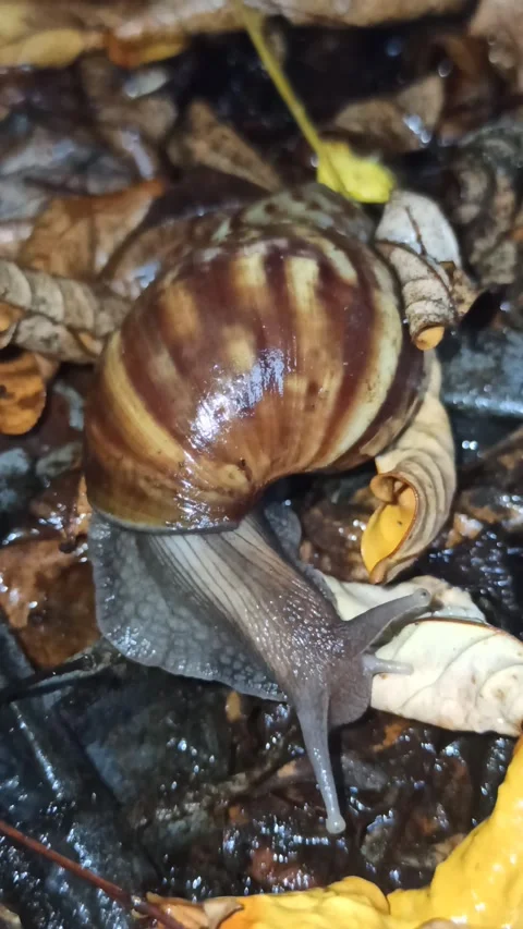 Snail Crawling in the Garden Stock Footage 259127895