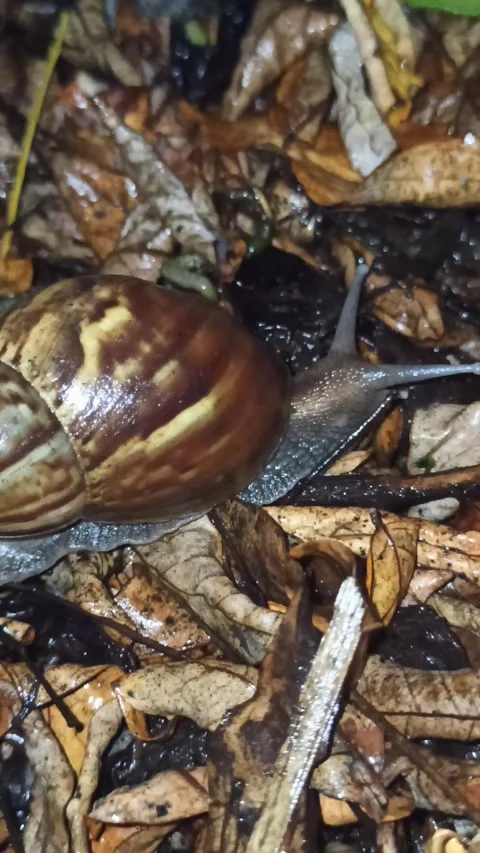 Snail Crawling in the Garden Stock-Footage 259127961