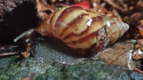 Snail Crawling in the Garden Video stock 259127968