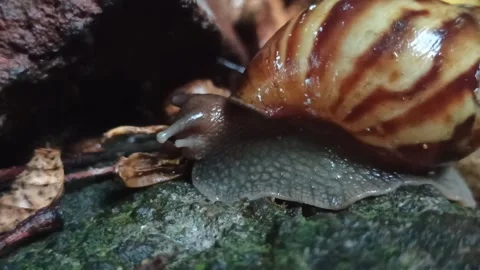 Snail Crawling in the Garden Stock Footage 259128109