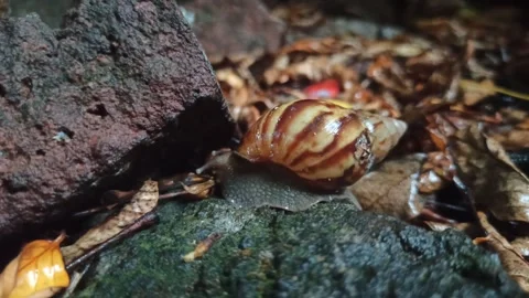 Snail Crawling in the Garden Stock Footage 259128110