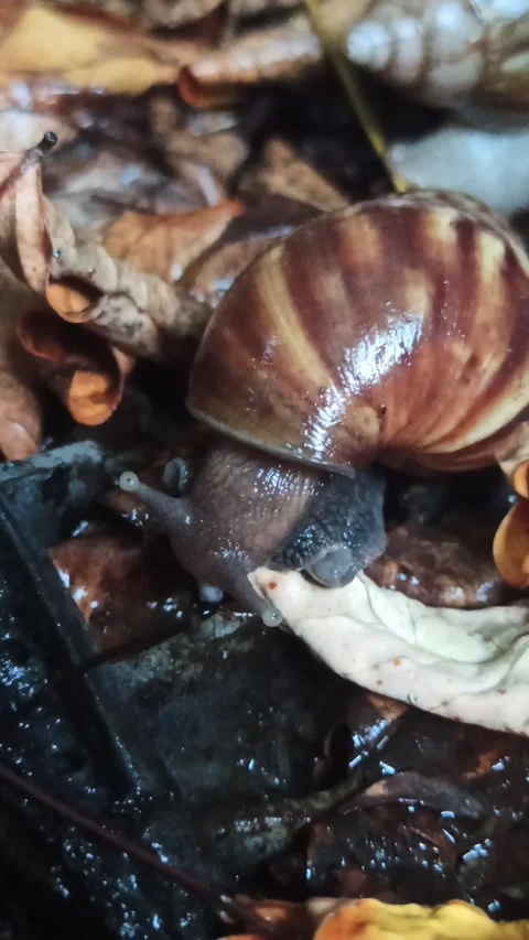 Snail Crawling in the Garden Stock Footage 259128151