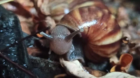 Snail Crawling in the Garden Video stock 259128152