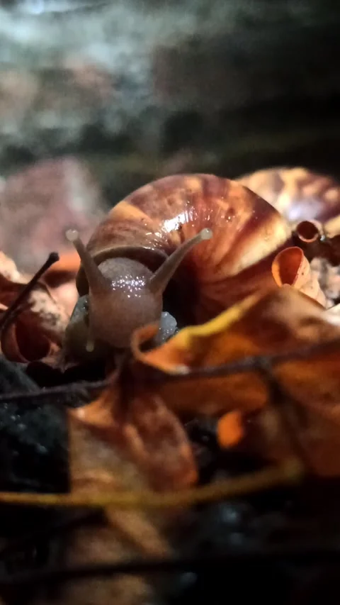Snail Crawling in the Garden Video stock 259128153