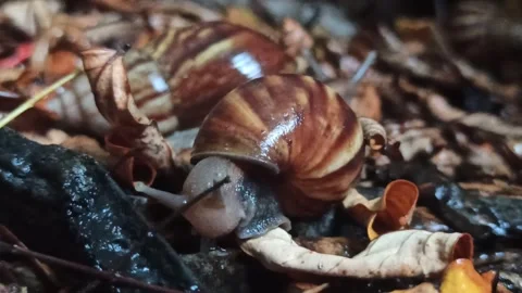 Snail Crawling in the Garden Stock Footage 259128205
