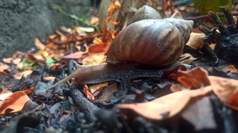 Snail Crawling in the Garden Stock-Footage 259136253
