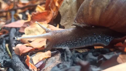 Snail Crawling in the Garden Stock-Footage 259136287