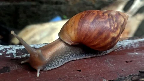 Snail Crawling in the Garden Stock Footage 259136341