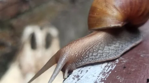 Snail Crawling in the Garden Stock Footage 259136342