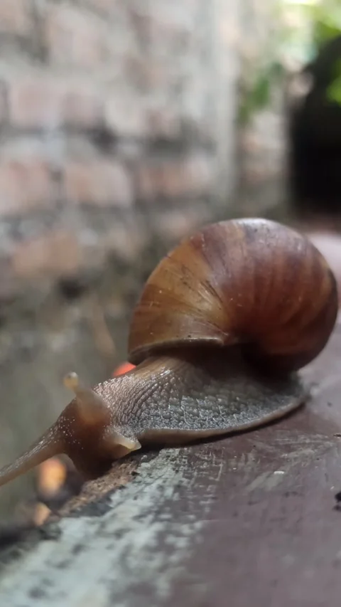 Snail Crawling in the Garden Stock-Footage 259136432
