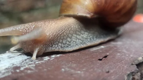 Snail Crawling in the Garden Video stock 259136439