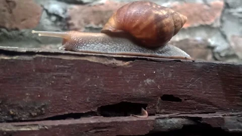 Snail Crawling in the Garden Stock Footage 259136472