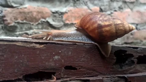 Snail Crawling in the Garden Video stock 259136508