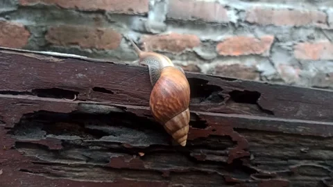 Snail Crawling in the Garden Stock-Footage 259136546