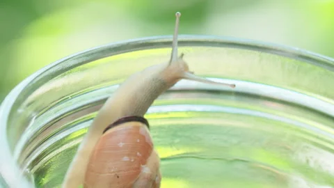 Snail crawling on a glass jar Stock Footage 267015507
