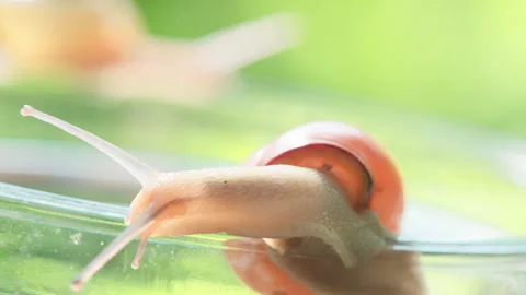 Snail crawling on a glass jar Stock Footage 267015671
