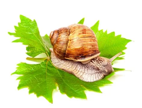 Snail crawling on the grape leaf  white background Foto stock