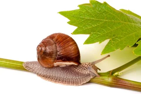 Snail crawling on the grape leaf  white background Stockfoto's