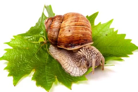 Snail crawling on the grape leaf  white background Stockfoto's