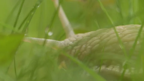 A snail crawling on the grass after rain, close-up, selective focus. Stock Footage 247411992